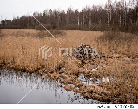 Beaver lodge Beaver lodge 64873785