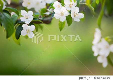 自然 植物 春 64873839