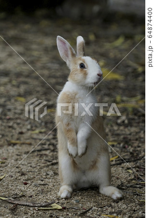 ニホンノウサギ 64874400