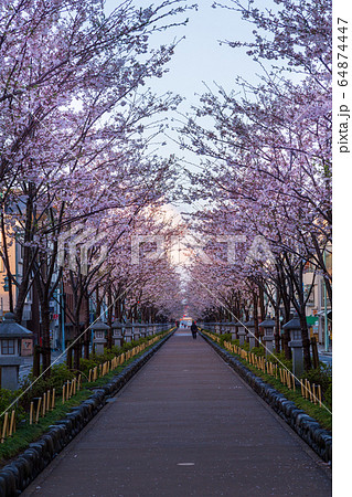鎌倉壇葛の桜 64874447