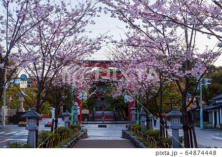 鎌倉壇葛の桜 64874448