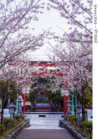 鎌倉壇葛の桜 鎌倉壇葛の桜 64874449