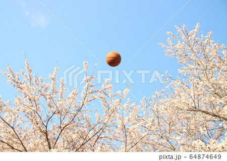 バスケットボールと桜　栃木県さくら市　勝山公園 64874649