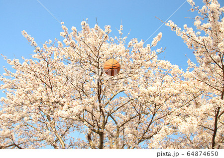 バスケットボールと桜　栃木県さくら市　勝山公園 64874650