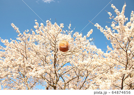 バスケットボールと桜 栃木県さくら市 勝山公園 バスケットボールと桜 栃木県さくら市 勝山公園 64874656