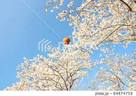 バスケットボールと桜　栃木県さくら市　勝山公園 64874759