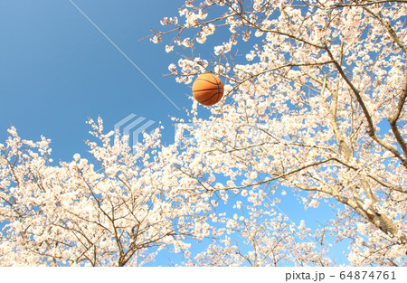 バスケットボールと桜　栃木県さくら市　勝山公園 64874761