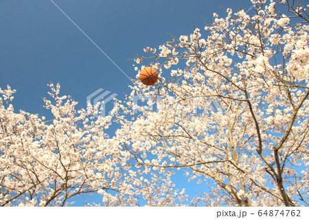 バスケットボールと桜　栃木県さくら市　勝山公園 64874762