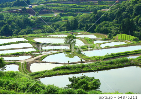 山古志棚田 64875211