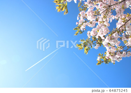 飛行機雲と一葉桜　栃木県さくら市　氏家駅 64875245