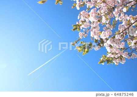 飛行機雲と一葉桜 栃木県さくら市 氏家駅 飛行機雲と一葉桜 栃木県さくら市 氏家駅 64875246