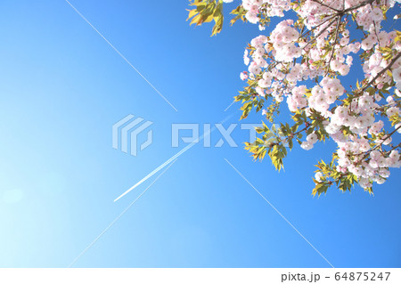 飛行機雲と一葉桜　栃木県さくら市　氏家駅 64875247