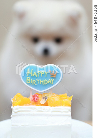 ポメラニアン (誕生日 バースデー 犬 ドッグ イヌ 生物 動物 血統書 仔犬 ホワイト 白) ポメラニアン (誕生日 バースデー 犬 ドッグ イヌ 生物 動物 血統書 仔犬 ホワイト 白) 64875368