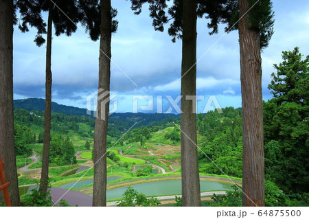 山古志棚田 64875500