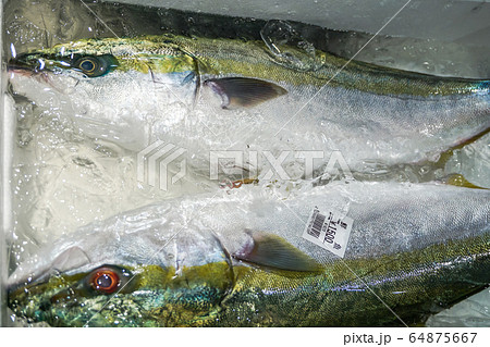 魚市場のイナダ 魚市場のイナダ 64875667