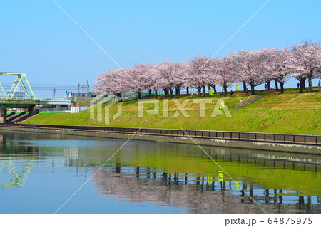 桜並木 桜並木 64875975