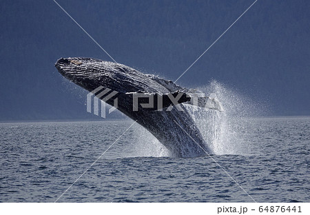ザトウクジラのブリーチ 64876441