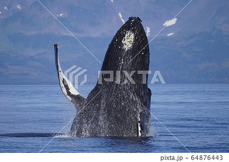 ザトウクジラのブリーチ ザトウクジラのブリーチ 64876443