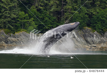 ザトウクジラのブリーチ 64876444