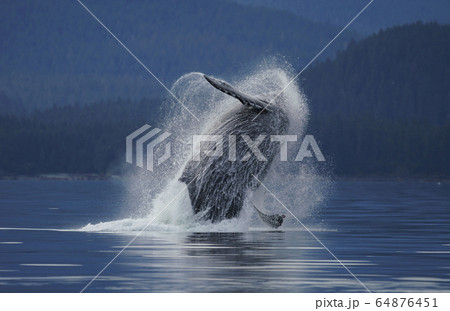 ザトウクジラのブリーチ ザトウクジラのブリーチ 64876451