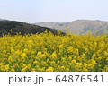菜の花と山 64876541
