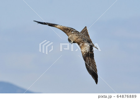 トビ トビ 64876889