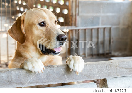 Brown golden retreiver dog stood and wait over the cage 64877254