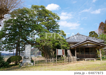 硯山長福寺の槇（千葉県いすみ市） 64877873