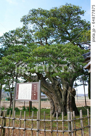 硯山長福寺の槇（千葉県いすみ市） 64877875