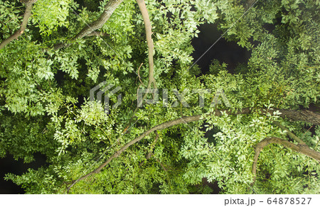Cinnamomum camphora tree Cinnamomum camphora tree 64878527