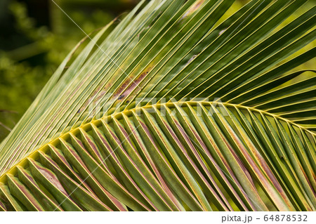 Green leaf of Coconut tree Green leaf of Coconut tree 64878532