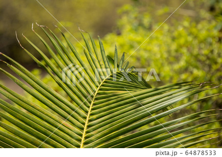 Green leaf of Coconut tree Green leaf of Coconut tree 64878533