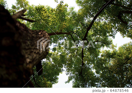 Cinnamomum camphora tree Cinnamomum camphora tree 64878546