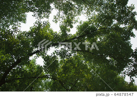 Cinnamomum camphora tree Cinnamomum camphora tree 64878547