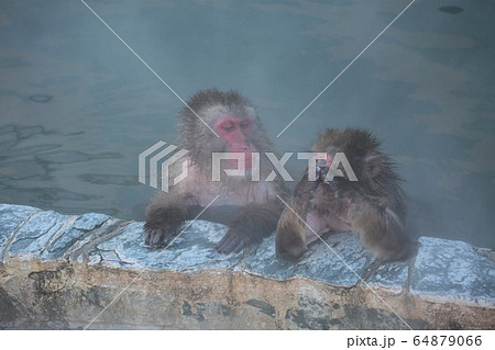 温泉に入るニホンザル 64879066