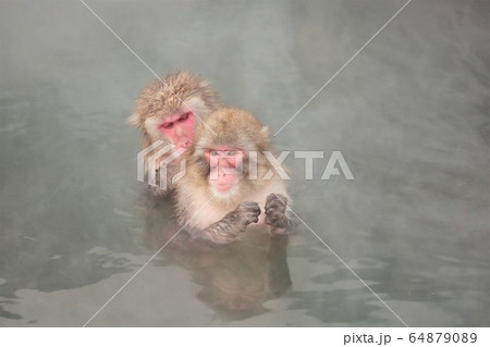 温泉に入るニホンザル 64879089