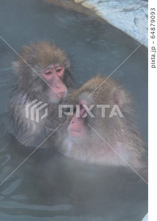 温泉に入るニホンザル 64879093