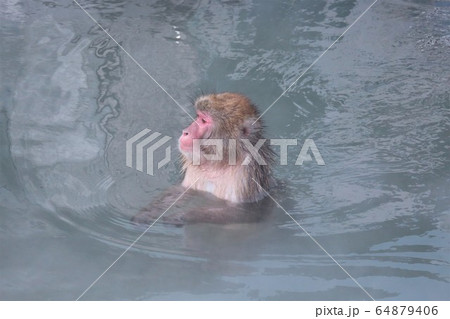 温泉に入るニホンザル 64879406