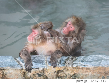 温泉に入るニホンザル 64879415