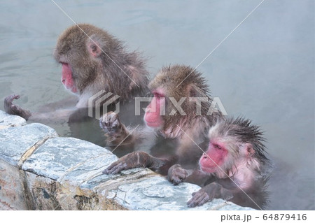 温泉に入るニホンザル 64879416