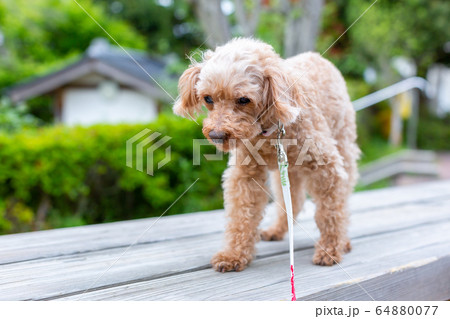 トイプードル レッド 愛犬 トイプードル レッド 愛犬 64880077
