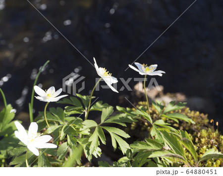 close up beautiful white wood anemone flower, Anemone nemorosa, selective focus on defocused shore of forest brook. Spring floral background close up beautiful white wood anemone flower, Anemone nemorosa, selective focus on defocused shore of forest brook. Spring floral background 64880451