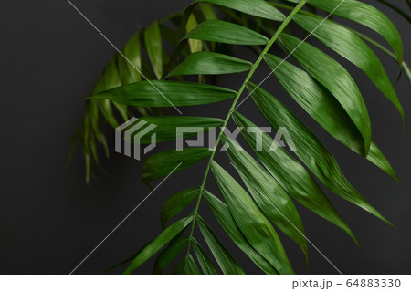 Tropical palm leaves and their shadows on a gray background Tropical palm leaves and their shadows on a gray background 64883330