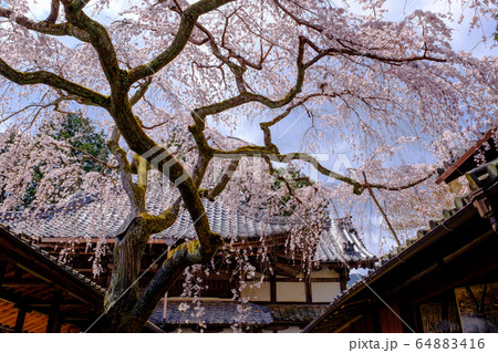 京都 十輪寺 しだれ桜 京都 十輪寺 しだれ桜 64883416