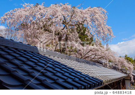 京都 十輪寺 しだれ桜 京都 十輪寺 しだれ桜 64883418