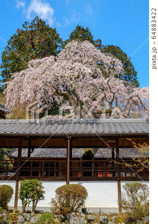京都 十輪寺 しだれ桜 京都 十輪寺 しだれ桜 64883422