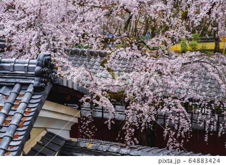 京都　十輪寺 しだれ桜 64883424