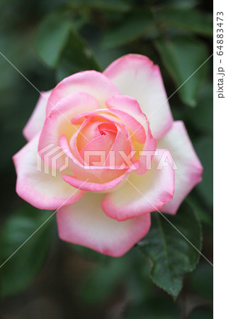 ピンク色のバラ(Princess de Monaco) ピンク色のバラ(Princess de Monaco) 64883473