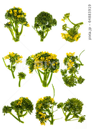 Broccoli Flowers Isolatedの写真素材 6419