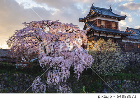 奈良　大和郡山城としだれ桜 64883973